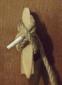 Galloccia